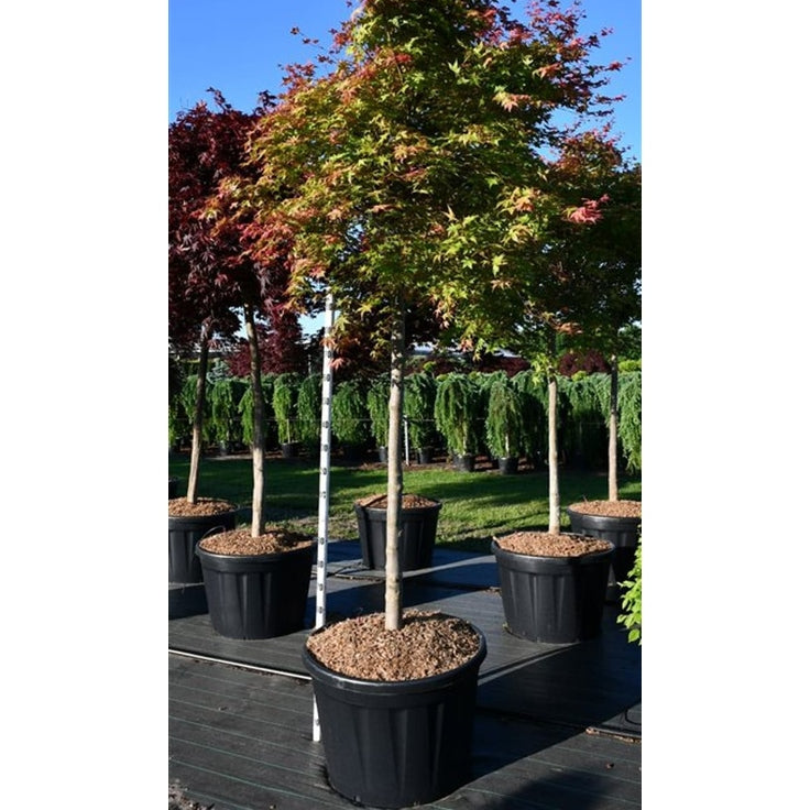 Japansk lönn – Acer palmatum 'Shin-deshojo' - C180 150 cm. Stam